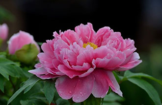 7月24日，中國花卉協(xié)會在網(wǎng)上發(fā)起的《投票：我心中的國花》已出結果