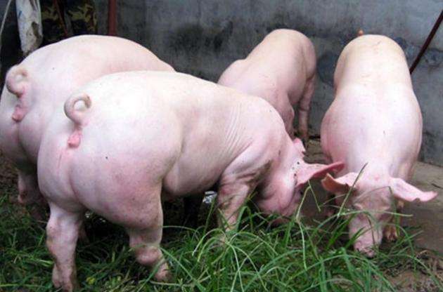 8月21日，國務(wù)院常務(wù)會(huì)議指出“地方要立即取消超出法律法規(guī)的生豬禁養(yǎng)、限養(yǎng)規(guī)定”